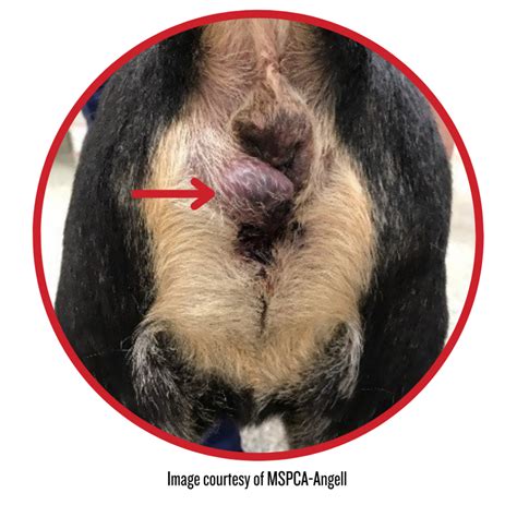 dog has lump on anus|Anal Gland Cancer in Dogs .